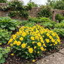 3 Pansy Delta Pro Clear Yellow Plants