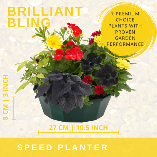 Planted bowl of red geraniums, yellow daisies and near-black petunias