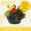 7 Colour Coordinated Plants - Brilliant Bling Theme Speedplanter, Garden Ready