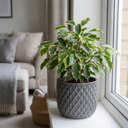Ficus Twilight Weeping Fig Indoor Plants