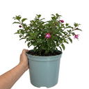 Fuchsia Bush Patio Princess Plant (5L Pot)