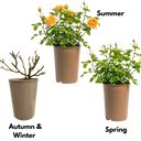Yellow Plant