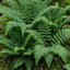 Set of 3 or 6 Soft Shield Fern Polystichum Setiferum Plants, Hardy Evergreen Shade Perennials, 1 Litre Root-Ball