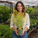 3L Orange Leaf Acer Tree, Nursery Pot, Patio Garden Pots