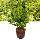 Euonymus Ovatus Aureus Plant (2L Pot)