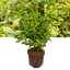 1 Large Plant - Euonymus Ovatus Aureus, Ready to Plant in Your Garden, 2L Pot