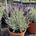 Lavender Essence Purple Plants