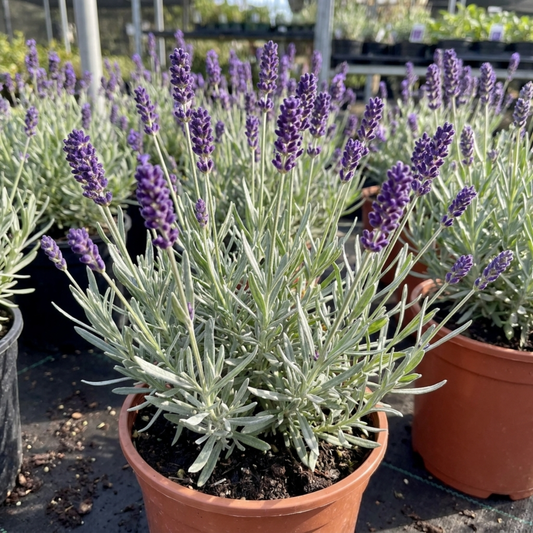 Terracotta pots of lavender, silver-grey needle foliage under dense spikes of deep purple flowers