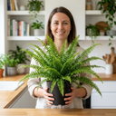 Boston Fern Nephrolepis Exaltata Plant (3L Pot)