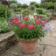 Set of 3 or 6 Achillea Millefolium Cerise Queen Plants, Hardy Pink Yarrow, Summer Flowering Perennial, Outdoor Garden Ready, 1 Litre / 11cm Root-Ball