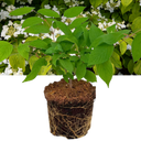 Viburnum Mariesii Plant (3L Pot)