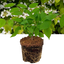 1 Large Plant - Viburnum Mariesii, Ready to Plant in Your Garden, 3L Rootball