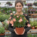 Begonia Fragrant Falls Peach Plant (2L Pot)