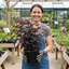 1 Physocarpus Diabolo Ninebark Plant, Dark Purple Foliage Hardy Perennial Shrub, 3 Litre Root Ball