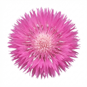 Centaurea Dealbata Bright Rose Persian Cornflower Plants (Set of 3 or 6)
