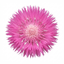 Set of 3 or 6 Centaurea Dealbata Bright Rose Persian Cornflower Plants, Hardy Cottage Garden Perennial, Outdoor Garden Ready, 1 Litre Root-Ball