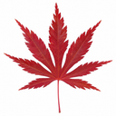 3 Litre Red Acer Tree, Japanese Maple Plant, Nursery Pots