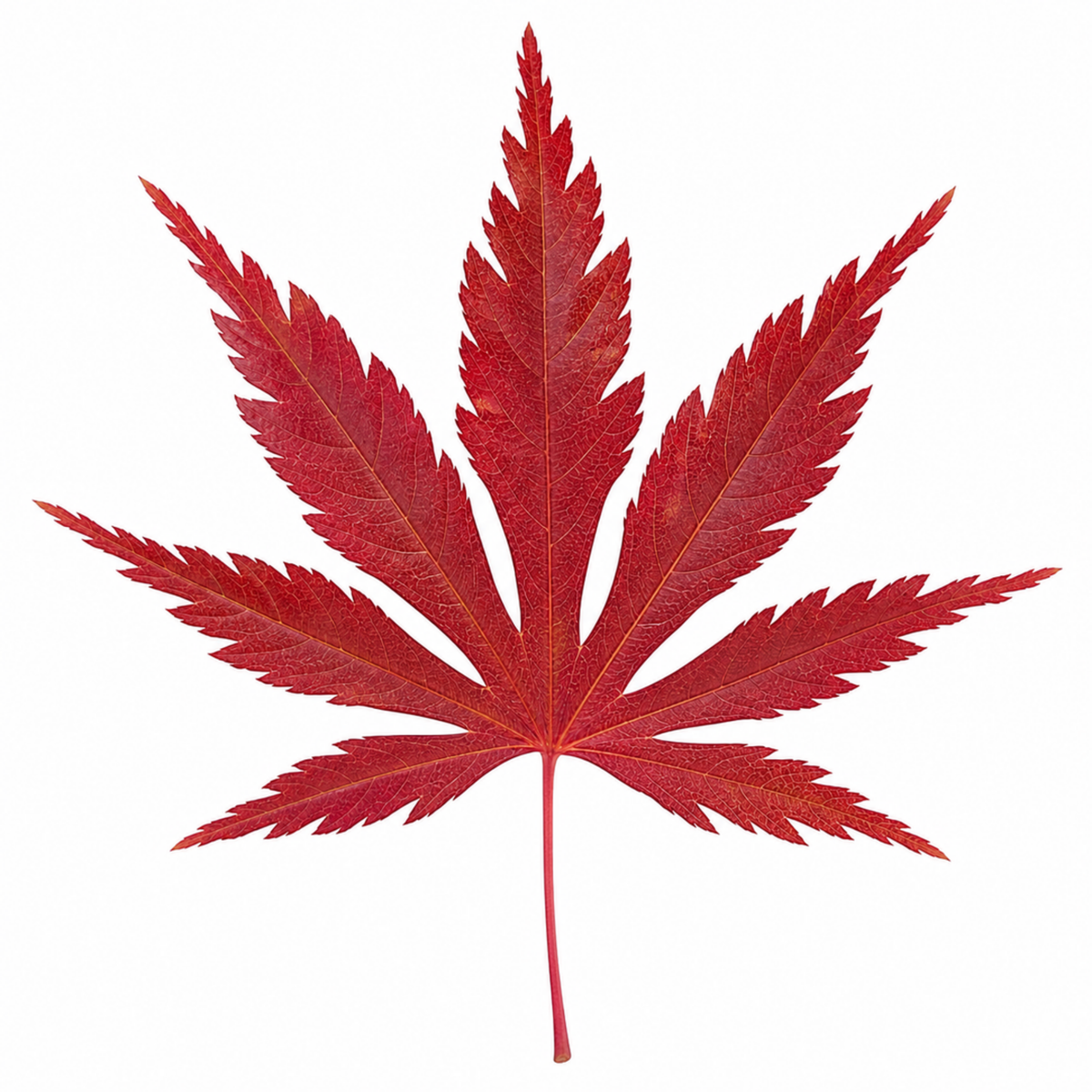 Acer palmatum (Japanese Maple) – Red Leaf (3L Pot)