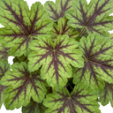 Tiarella Angel Wings Foam Flower Plants