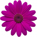Senetti Pericallis Pop Magenta Plants