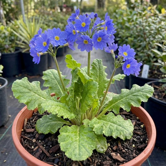 Clusters of bright blue primrose flowers with yellow eyes above a rosette of crinkled leaves in a pot