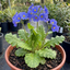 1 Primula Oakleaf Blue Perennial Plant, Hardy Spring Flowering Garden Ready, 2 Litre Root-Ball