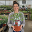 1 Brandy Boy Beefsteak Tomato Plant, Outdoor Garden Ready, High Yield Vegetable, 2Ltr Root Ball