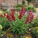 Penstemon Red Plants (Set of 3 or 6)