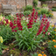 Set of 3 or 6 Penstemon Red Hardy Perennial Plants, Bee Friendly Summer Flowering, Outdoor Garden Ready, 1 Litre Root-Ball