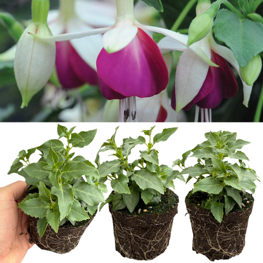Fuchsia 'Bella Nora' – White & Violet Bedding Fuchsia (Set of 3 or 6)