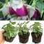 Set of 3 or 6 Large, Outdoor Garden Ready Plants - Fuchsia Bella Nora (White & Violet)