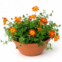 Bidens Taka Tuka Red Yellow Brush Trailing Plants