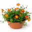 1 Bidens Taka Tuka Red Yellow Brush Trailing Plant, Bee Friendly Outdoor Summer Flowering, 21cm Root-ball