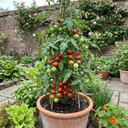 Tomato Alicante Variety Plants (Set of 3 or 6)