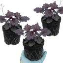 Heuchera Palace Purple Coral Bells Plants (Set of 3 or 6)