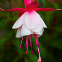 1 Large, Outdoor Garden Ready Plant - Fuchsia Alice Hoffman, Peat Free 2L Pot