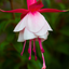 1 Large, Outdoor Garden Ready Plant - Fuchsia Alice Hoffman, Peat Free 2L Pot