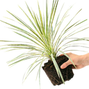Astelia Silver Spear Plant (3L Pot)
