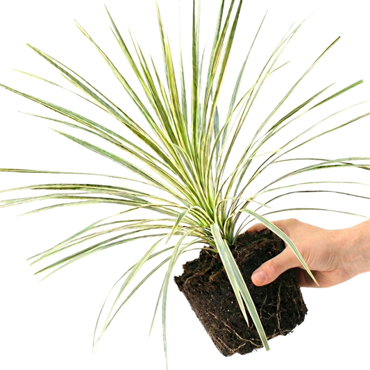 Astelia 'Silver Spear' – Evergreen Foliage Shrub (3L Pot)