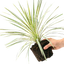 1 Large Plant - Astelia Silver Spear, Ready to Plant in Your Garden, 3L Rootball