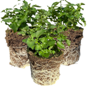 Hot WaterBlue Improved Plants (Set of 3 or 6)