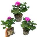 Pelargonium Toscana Dolce Vita Evi Blue Plants (Set of 3 or 6)