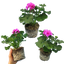 Set of 3 or 6 Large Plants - Pelargonium Toscana Dolce Vita Evi Blue, Ready to Plant