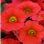 Set of 3 or 6 Large Plants - Calibrachoa Cabaret Early Orange, Outdoor Garden Ready