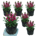 Lobelia Starship Deep Rose Upright Plants (Set of 3 or 6)