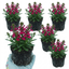 Set of 3 or 6 Lobelia Starship Deep Rose Upright Hardy Perennial Plants, Summer Garden Ready, 1 Litre Root Ball