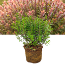 1 Large, Garden Ready Plant - Hebe Little Leaves Red (Shrubby Veronica), 2L Pot