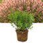 1 Large, Garden Ready Plant - Hebe Little Leaves Red (Shrubby Veronica), 2L Pot