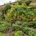 Grape Vine Vitis Centennial White Seedless Plants