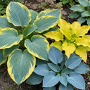 Hosta Growers' Mix Plants (Set of 3 or 6)